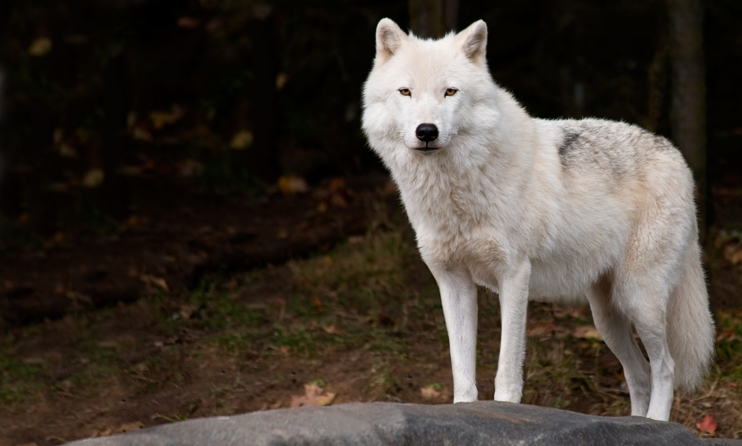 Unleashing Your Inner Alpha: The Ultimate Guide to Increasing Masculinity